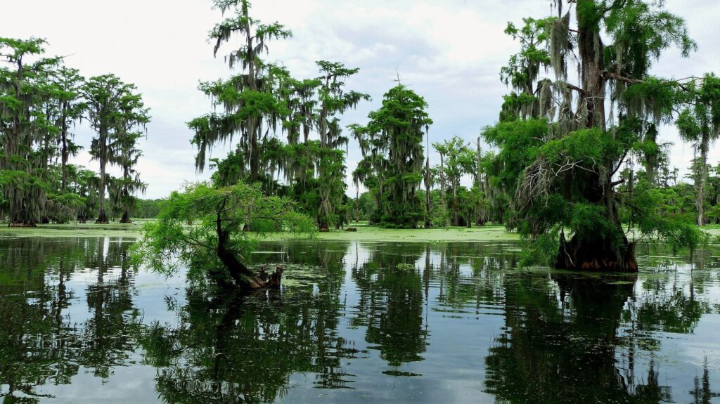 a bayou