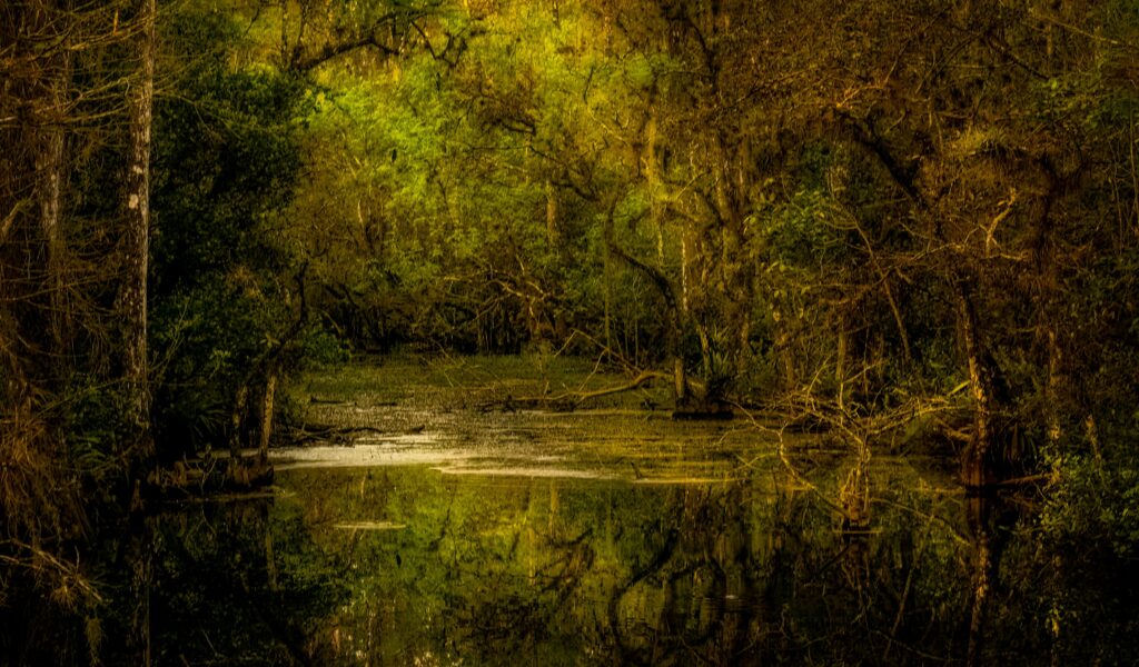 Louisiana swamp